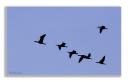 vol de cormorans